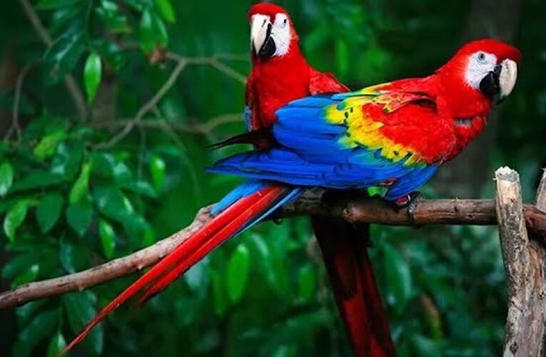 Punjab Government Makes Parrot Registration Mandatory to Curb Illegal Trade and Protect Wildlife