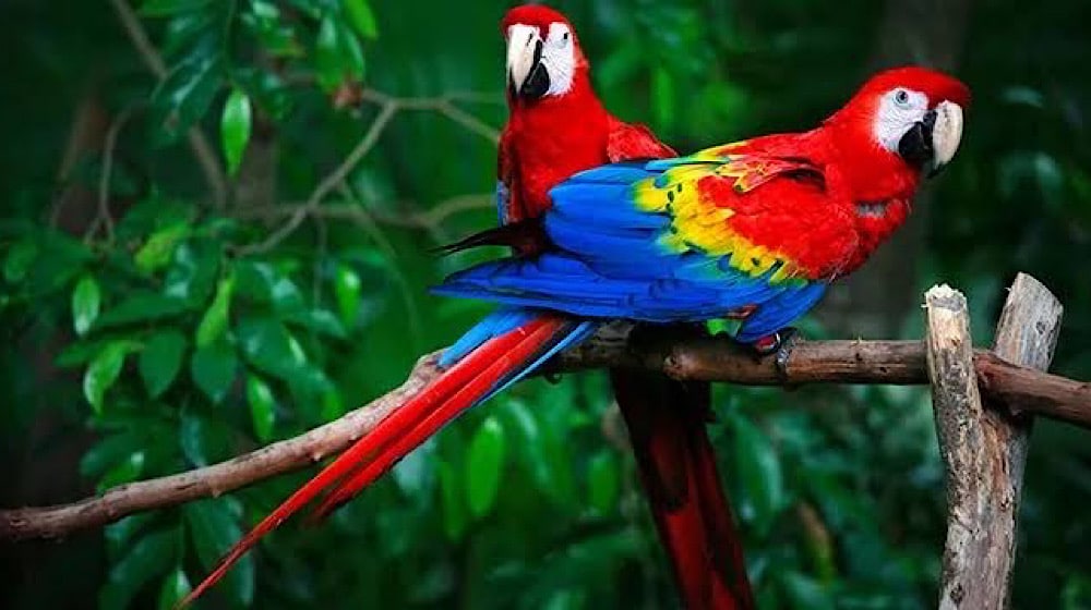 parrots